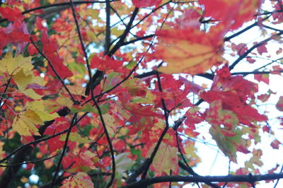 Low angle view of maple tree