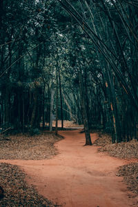 View of trees in forest