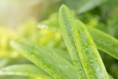 Closeup green leaf with nature background in garden with sunlight