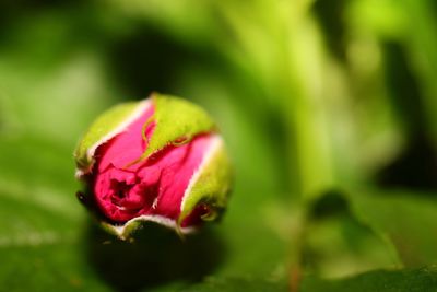 Close-up of pink rose bud