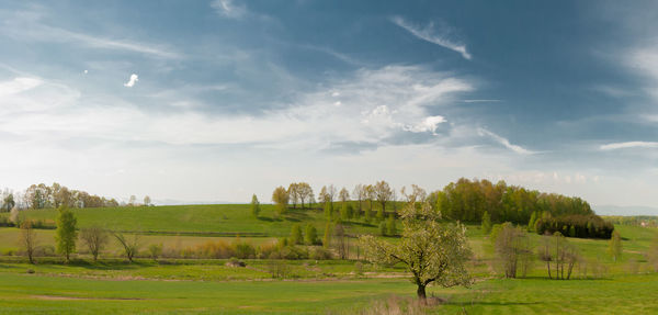 Trees on field against sky