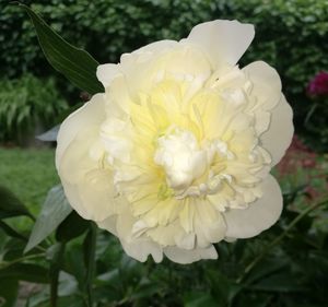 Close-up of white flower blooming outdoors