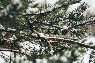 Close-up of pine tree branch during winter