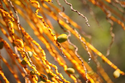Close-up of leaves against blurred background