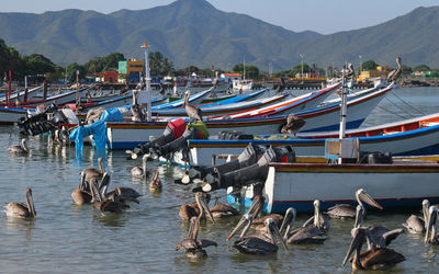 Pelicans flock around fishing boats in a harbor