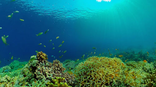 Fish swimming in sea