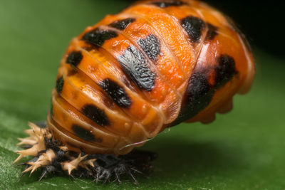 Close-up of crab