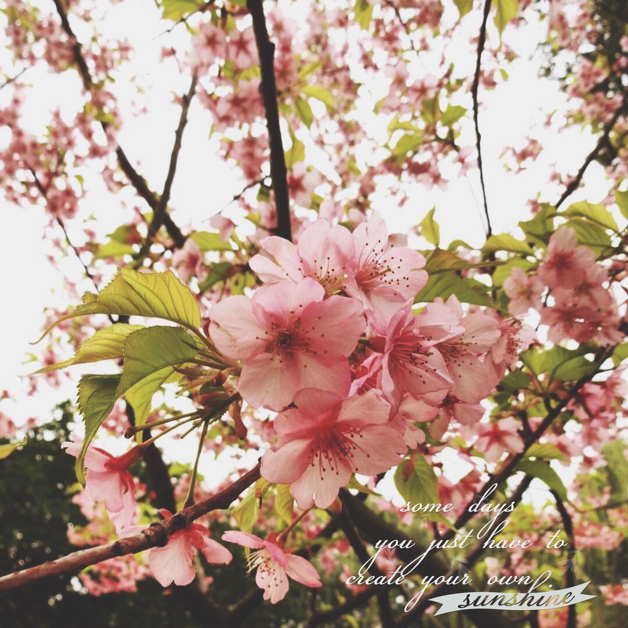 The cherry blossom season