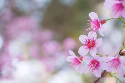 Close-up of pink flowers blooming on tree