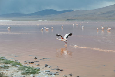 Flock of seagulls on beach