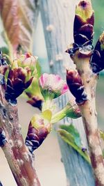 Close-up of tree branch