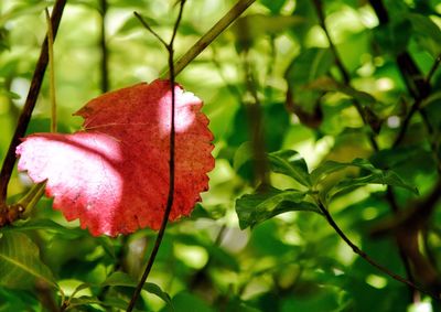 Close-up of red leaf on tree