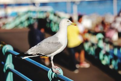 Close-up of seagull perching on railing