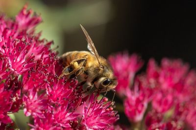 Close-up of bee pollinating on pink flower