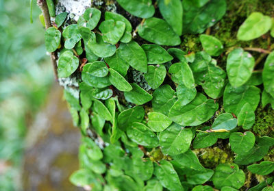 High angle view of green leaves