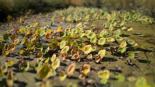 Close-up of dry leaves on ground