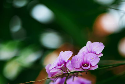 Close-up of pink flowering plant