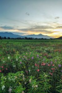 Scenic view of flowering plants on land against sky during sunset