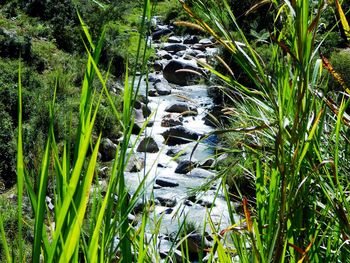 Plants growing in lake