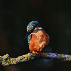 Blauet a la reserva de sebes a flix