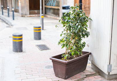 Potted plants on street against building