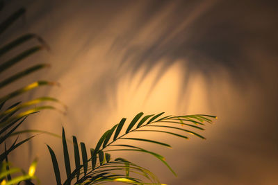 Close-up of palm tree against sky at sunset