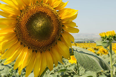 Close-up of sunflower