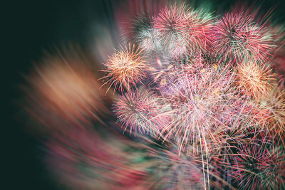 Close-up of firework display