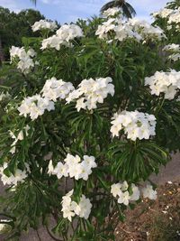 Close-up of white flowers blooming outdoors