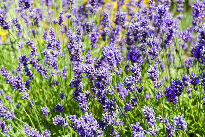 Close-up of purple flowering plants on field