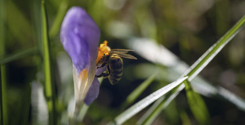 Close-up of bee pollinating on purple flower