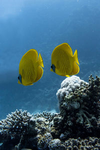 Close-up of coral in sea