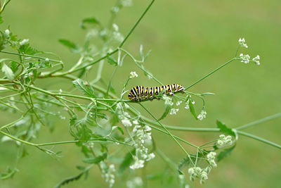 Close-up of insect on plant