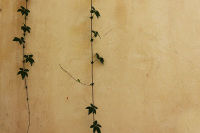 Close-up of ivy on wall