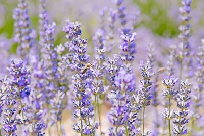 Close-up of purple flowering plants on field