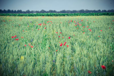 Red poppies on field