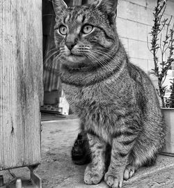 Portrait of cat sitting outdoors