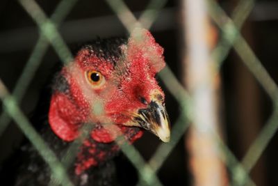 Close-up of a bird