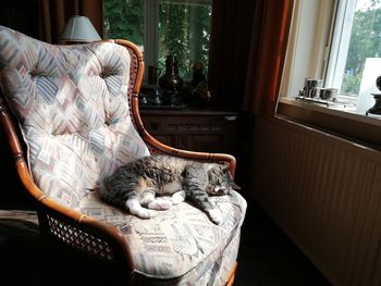 Cat sleeping on window