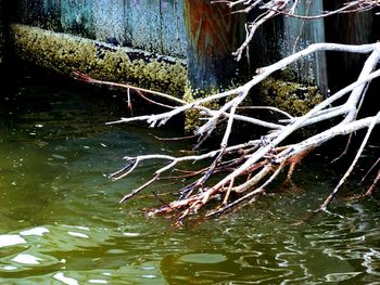 Reflection of trees in water