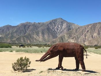 Elephant on mountain against clear sky