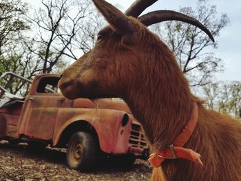 Close-up of a horse