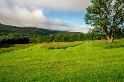 Scenic view of field against sky