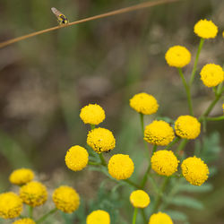 Close-up of yellow flowering plant