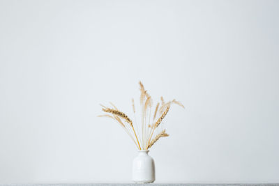Close-up of crops in vase against white background