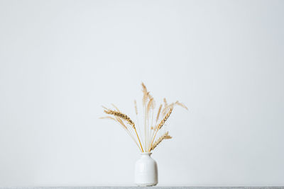 Close-up of vase against white background