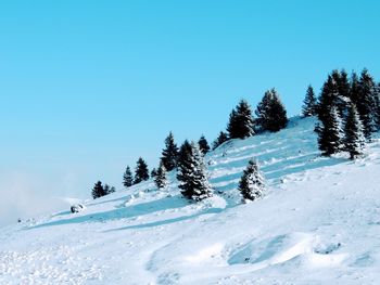 Pine trees on snowcapped mountains against clear sky