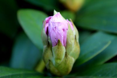 Close-up of pink rose flower