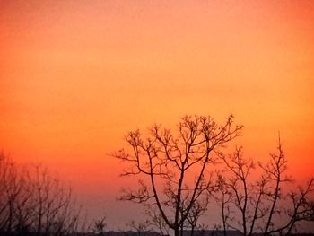 Silhouette of bare tree against orange sky