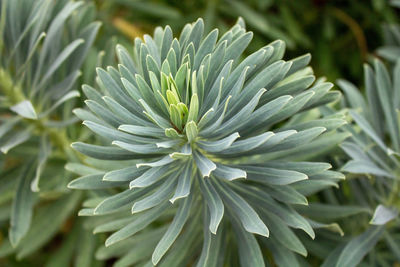 Close-up of white flowering plant